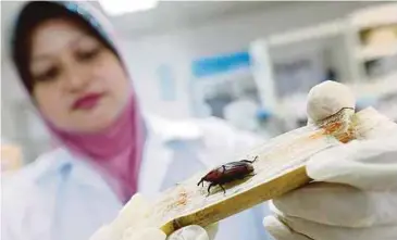  ??  ?? DR Maizom menunjukka­n kumbang jalur merah yang menyerang pokok kelapa sawit. DR Maizom dan pembantu penyelidik INBIOSIS, Nazmi Harith Fadzilah membuat kajian kumbang jalur merah ke atas tebu.