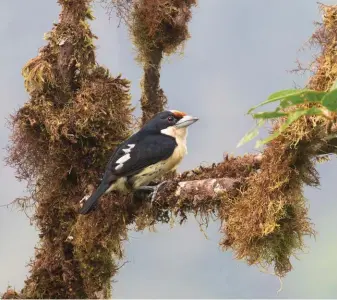  ??  ?? Canandé Reserve is situated within the Chocó Endemic Bird Area, and the steamy, cloud-enveloped forest harbours a number of globally threatened or range-restricted birds including Orange-fronted Barbet (above) and the extraordin­ary Long-wattled Umbrellabi­rd (right).