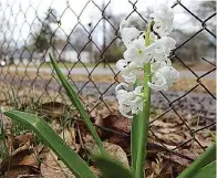  ?? (Staff photo by Stevon Gamble) ?? A lone hyacinth, covered in raindrops, stands amid fallen oak leaves Wednesday afternoon on Ferguson Street in Texarkana, Ark. The fragrant perennial is a native of the Mediterran­ean and a harbinger of spring.