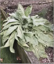  ?? (Special to the Democrat-Gazette) ?? Mullein Verbascum is a biennial that grows a rosette of leaves in its first year and shoots up a flower stalk in its second.