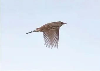  ?? ?? SEVEN: Tawny Pipit (Jüterbog, Germany, 24 June 2014). Tawny Pipits look slim and similar to a wagtail in flight, an appearance well captured in this image. The pale sandy upperparts and the face pattern can be seen here also but, as with the other large pipits, calls are key. Fortunatel­y, Tawny Pipit is just as vocal in flight as the other species, giving a variety of abrupt, rather House Sparrow-like calls and typically a loud chup.