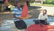  ?? RODNEY MUHUMAZA / ASSOCIATED PRESS ?? Farmer Richard Opio and his wife sort through their most recent harvest of “super beans” in Nwoya, Uganda.
