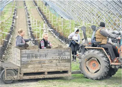  ?? Picture: Ron Stephen. ?? Dressing raspberry canes with compost at Hallyburto­n, Coupar Angus.