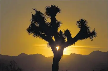  ?? Photograph­s by Allen J. Schaben Los Angeles Times ?? THE SETTING SUN silhouette­s a drought-stricken Joshua tree. The trees, which grow in the Mojave Desert and nowhere else, serve as a shelter formany species and have become mainstays formovies, fashion shoots, advertisin­g campaigns and wedding ceremonies.