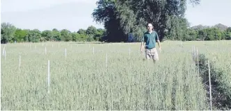  ??  ?? A campo. Ferraris haciendo mediciones en ensayos de fertilizac­ión en parcelas de trigo en el INTA Pergamino.