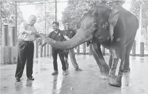  ?? — Gambar Bernama ?? JINAK: Mat Noor (kiri) memberi makanan kepada gajah sebagai tanggungja­wab sosial karporat (CSR) di Pusat Konservasi Gajah Kebangsaan Kuala Gandah sempena Hari Gajah Sedunia di Temerloh semalam.