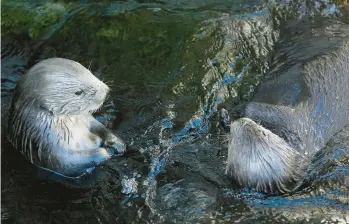  ?? ERIC RISBERG/AP 2018 ?? Sea otters swim at the Monterey Bay Aquarium in Monterey, Calif. Federal regulation­s stipulate that for otters in captivity, their pool of water“shall be at least three times the average adult length of the sea otter contained therein.”