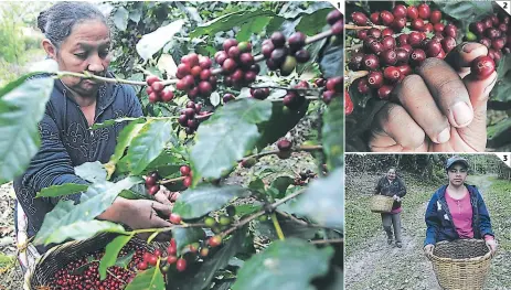  ?? FOTOS: JOHNY MAGALLANES ?? (1) Doña Ana Maradiaga se levanta a cortar el fruto de café desde las 6:00 AM. (2) Entre noviembre y febrero se realiza el corte de este producto. (3) La finca de café posee tres manzanas de extensión y es fuente de ingresos para pobladores de la zona.