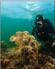  ??  ?? „ A diver observes a pen shell on the seabed in the Aegean Sea.