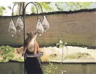  ??  ?? Nicht nur Vögel besuchen die Futterstel­le.