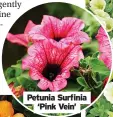  ?? ?? Petunia Surfinia ‘Pink Vein’