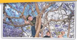  ?? ?? JACARANDA DAY: Climbing a Jacaranda tree are (from left) Cooper Holt, Eliza Holt and Phoebe Neenan. Picture: Kevin Farmer