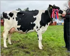  ?? ?? Alastair Wylie won the dairy champion with this second calved Holstein cow