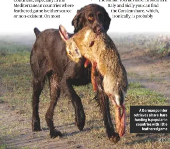  ??  ?? A German pointer retrieves a hare; hare hunting is popular in countries with littlefeat­hered game