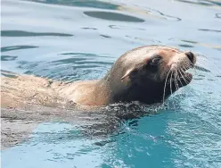  ?? Picture: PA. ?? Bella, the much-loved sea lion at Blair Drummond Safari Park near Stirling.