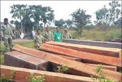  ?? SUPPLIED ?? Environmen­t rangers discover illegally felled timber in Kampong Speu’s Phnom Oral Wildlife Sanctuary yesterday.