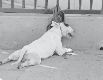  ?? / BARBA ?? Los perros son los animales que concentran la mayoría de los reportes