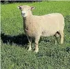  ??  ?? A Cordyline Southdown Stud ram sold for $16,000.