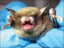  ?? U.S. Fish and Wildlife Service ?? A brown bat shows symptoms of fungal growth typical of white nose syndrome.