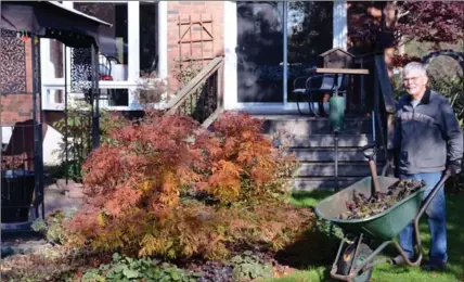  ?? ROB HOWARD, SPECIAL TO THE HAMILTON SPECTATOR ?? Dave Cummins takes a wheelbarro­w of tender oxalis into winter storage as he gets his Dundas garden ready for winter.