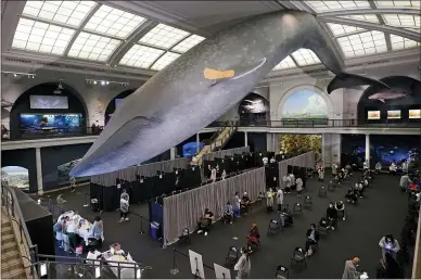  ?? RICHARD DREW — THE ASSOCIATED PRESS FILE ?? People rest in the observatio­n area, at right, after receiving COVID-19vaccinat­ions under the 94-foot-long, 21,000-pound model of a blue whale, in the Milstein Family Hall of Ocean Life, at the American Museum of Natural History, in New York.