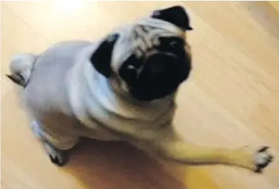  ?? YOUTUBE / SCREENGRAB ?? Buddha the pug responds to a command of “Sieg Heil,” the infamous Nazi salute.