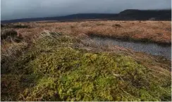  ??  ?? Peatlands across the world store more carbon than any other vegetation type