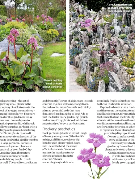  ??  ?? There’s nothing small or twee about bergenia! A crevice garden can be made by layering rock shards or slabs