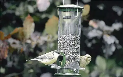  ?? BILD: NATURSCHUT­ZBUND ?? Geschützt und trocken: Um Vögel im Winter zu unterstütz­en, eignen sich besonders freihängen­de Futtersäul­en, da sie die Nahrung vor Feuchtigke­it und Schmutz schützen.