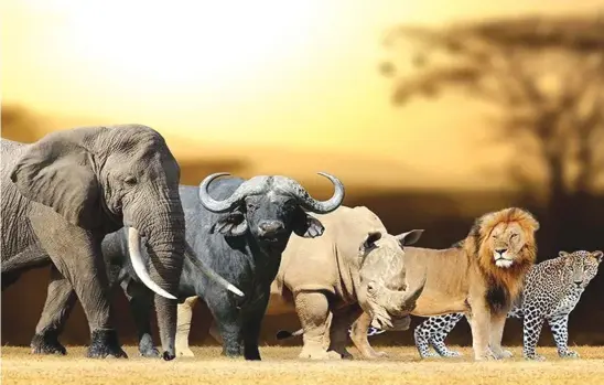  ??  ?? The Big Five — elephant, buffalo, rhinoceros, lion and leopard