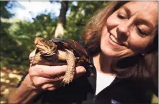  ?? Arnold Gold / Hearst Connecticu­t Media ?? Turtle rehabilita­tor Pam Meier holds a female eastern box turtle in Madison on Sept. 27.