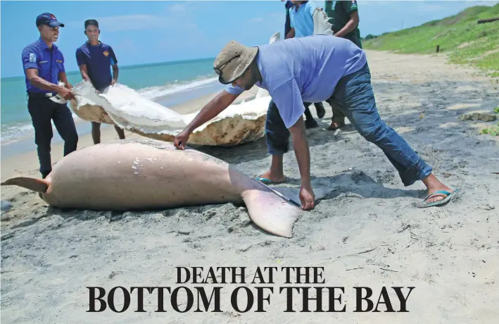  ?? OCEAN RESEARCH & CONSERVATI­ON ASSOCIATIO­N ?? Conservati­on officers with a Dugong found dead on a Sri Lankan beach.