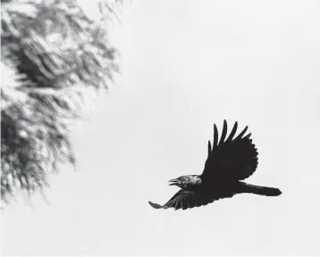  ?? Kathy Adams Clark / Contributo­r ?? Fish crows are common in the Beaumont-Port Arthur-Orange area and are moving into Houston.