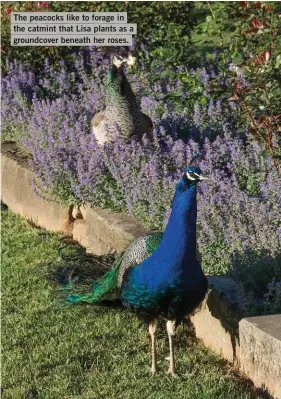  ?? ?? The peacocks like to forage in the catmint that Lisa plants as a groundcove­r beneath her roses.