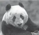  ?? ?? The San Diego Zoo Wildlife Alliance took the first step to bring pandas back to the West Coast and signed a cooperativ­e agreement with China Wildlife Conservati­on Associatio­n and filed a permit applicatio­n with the U.S. Fish and Wildlife Service.