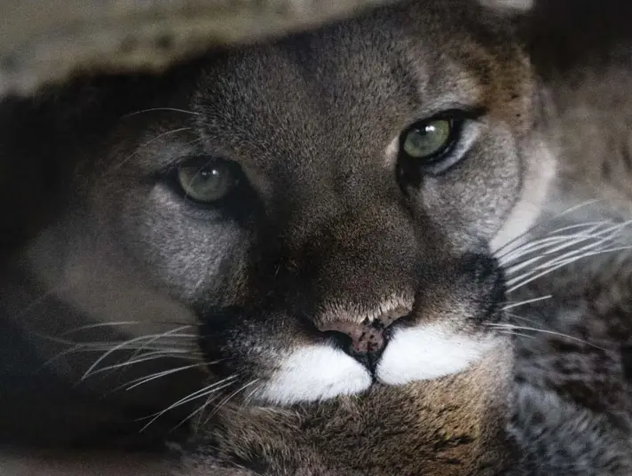  ?? ?? ►El puma, o león de montaña, vive a lo largo de toda América, ya que este felino se adapta a muchos tipos de hábitat.