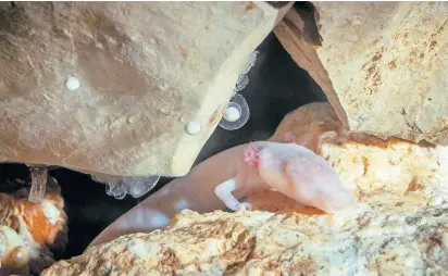  ?? Foto: Nik Jarh/Postojnska jama / ?? Po spektakula­rnem rojstvu 21 zmajčkov leta 2016 so v Postojnski jami lani dočakali še 36 novih mladičkov človeške ribice.