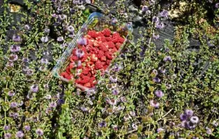  ?? AFP ?? A BOX of raspberrie­s at the small farm of Bulgarian organic farmer Nadya Petkova near the southern village of Trud.