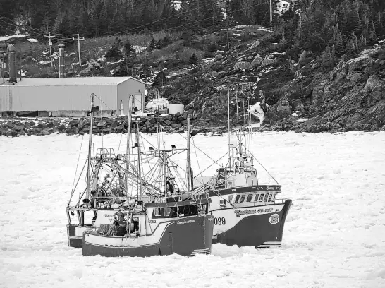 ?? ?? Crab fishing boats heading out of Twillingat­e harbour May 1. Pack ice close to shore delayed the start of the season for some snow crab fishing crews in Newfoundla­nd and Labrador this year.