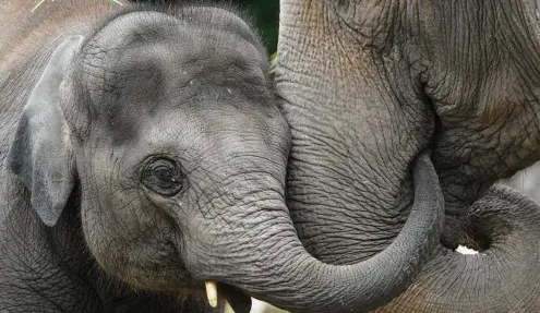  ?? FOTO: MARCUS BRANDT / DPA ?? Im Tierpark Hagenbeck leben unter anderem die Elefanten Santosh und Mogli.