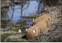  ??  ?? Coir logs with live stakes installed along Valley Run Creek at Frontier Pastures, a farm in Washington Township.