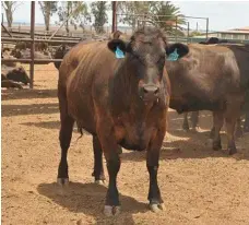  ??  ?? Macquarie has gone from 23 full-blood wagyu heifers in 1999 to 650 full-blood wagyu breeders in 2018.