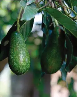  ??  ?? These ‘Wurtz’ avocados are great backyard fruit trees, only growing to about 3-4 m in height.