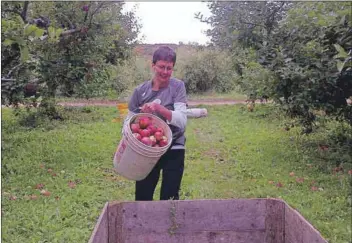  ?? - Submitted ?? Collecting dropped apples and filling a bin at Ravenwood Farm kept teams busy in the 2013 Awesome Race.