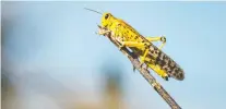  ?? SUMY SADURNI/AFP VIA GETTY IMAGES ?? Swarms of locusts are destroying crops in East Africa after 18 months of ideal breeding conditions, leading locust experts to team up with atmospheri­c scientists to create an app designed to predict where the swarms will strike next based on wind patterns and other atmospheri­c conditions.