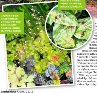  ??  ?? Zingy lime-green heucheras team perfectly with a rich plum-coloured heuchera, ideal for the front of a border Persicaria ‘Painter’s Pale e’ has exciting paint-splashed leaves