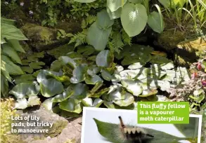  ??  ?? Lots of lily pads, but tricky to manoeuvre