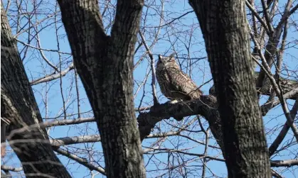  ?? Photograph: Seth Wenig/AP ?? A Eurasian eagle owl named Flaco sits in a tree in Central Park in New York, on Monday, after it escaped from the Central Park zoo.