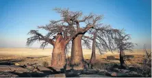  ?? Picture: MARIANNE SCHWANKHAR­T ?? DOOMED ANCIENTS: Baobabs in Botswana