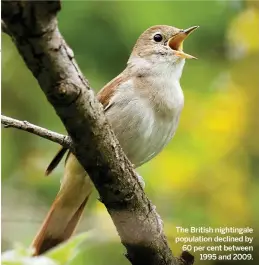  ??  ?? The British nightingal­e population declined by 60 per cent between 1995 and 2009.